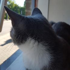 Blanding af racer Stumper