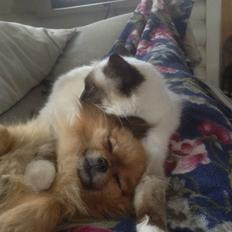 Hellig Birma Cirkeline