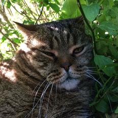 British Shorthair Magnus