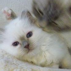 Hellig Birma Oddenvejen's Angel in Disguise (Alvilde)