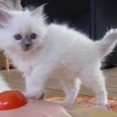 Hellig Birma Oddenvejen's Angel in Disguise (Alvilde)