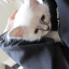 Hellig Birma Gericke's Anton (Carl-Emil)