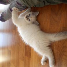 Hellig Birma Gericke's Anton (Carl-Emil)