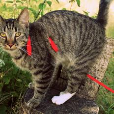 Huskat Triple turtle