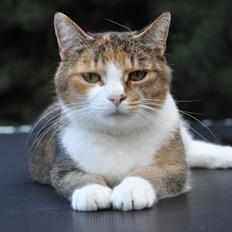 Blanding af racer Vivi