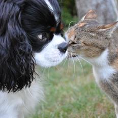 Blanding af racer Vivi