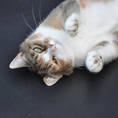 Blanding af racer Vivi