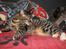 Huskat Triple turtle