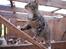 Huskat Triple turtle