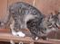 Huskat Triple turtle