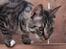 Huskat Triple turtle