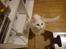 Norsk Skovkat Dk northtown cats Elvira