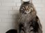 Maine Coon Baby (poly)