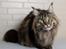 Maine Coon Baby (poly)
