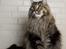 Maine Coon Baby (poly)