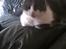 Huskat Trold
