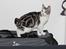 Kurilean Bobtail GIC. Francesa RU