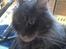 Maine Coon Aske