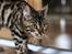 Bengal Kungsgarden Vladimir
