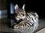 Bengal Kungsgarden Vladimir