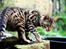 Bengal Kungsgarden Vladimir