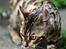 Bengal Kungsgarden Vladimir