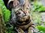 Bengal Kungsgarden Vladimir