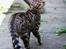 Bengal Kungsgarden Vladimir