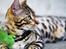 Bengal Kungsgarden Vladimir