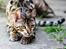 Bengal Kungsgarden Vladimir