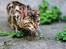 Bengal Kungsgarden Vladimir