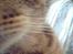 Blanding af racer Missy'munter (Himmel kat )
