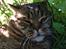 British Shorthair Magnus
