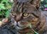British Shorthair Magnus