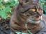 British Shorthair Magnus