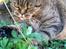 British Shorthair Magnus