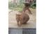 British Shorthair Magnus