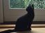 Huskat Figaro