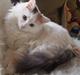 Tyrkisk Van DK CatZahle'z Molly Shamrock