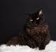 Selkirk Rex SGCA/TGC IP Lykken Curly Tsarina of Tzari