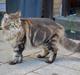 Maine Coon Storm