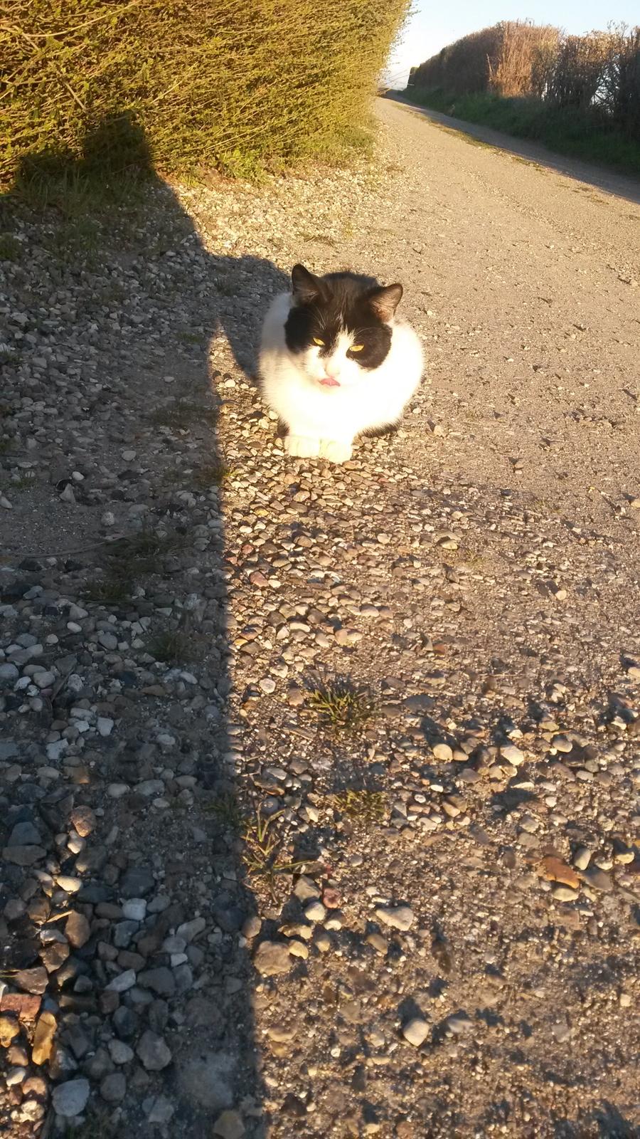 Huskat Smukke pletig billede 9