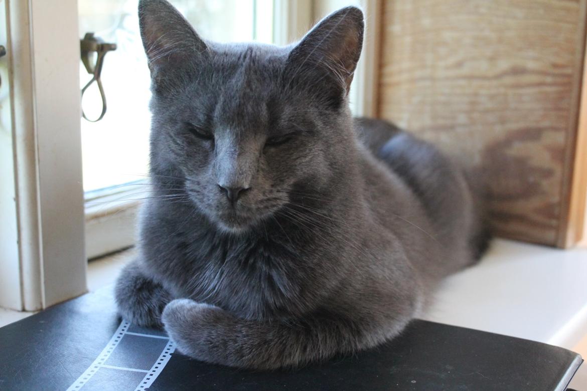 Huskat Mr bean billede 15