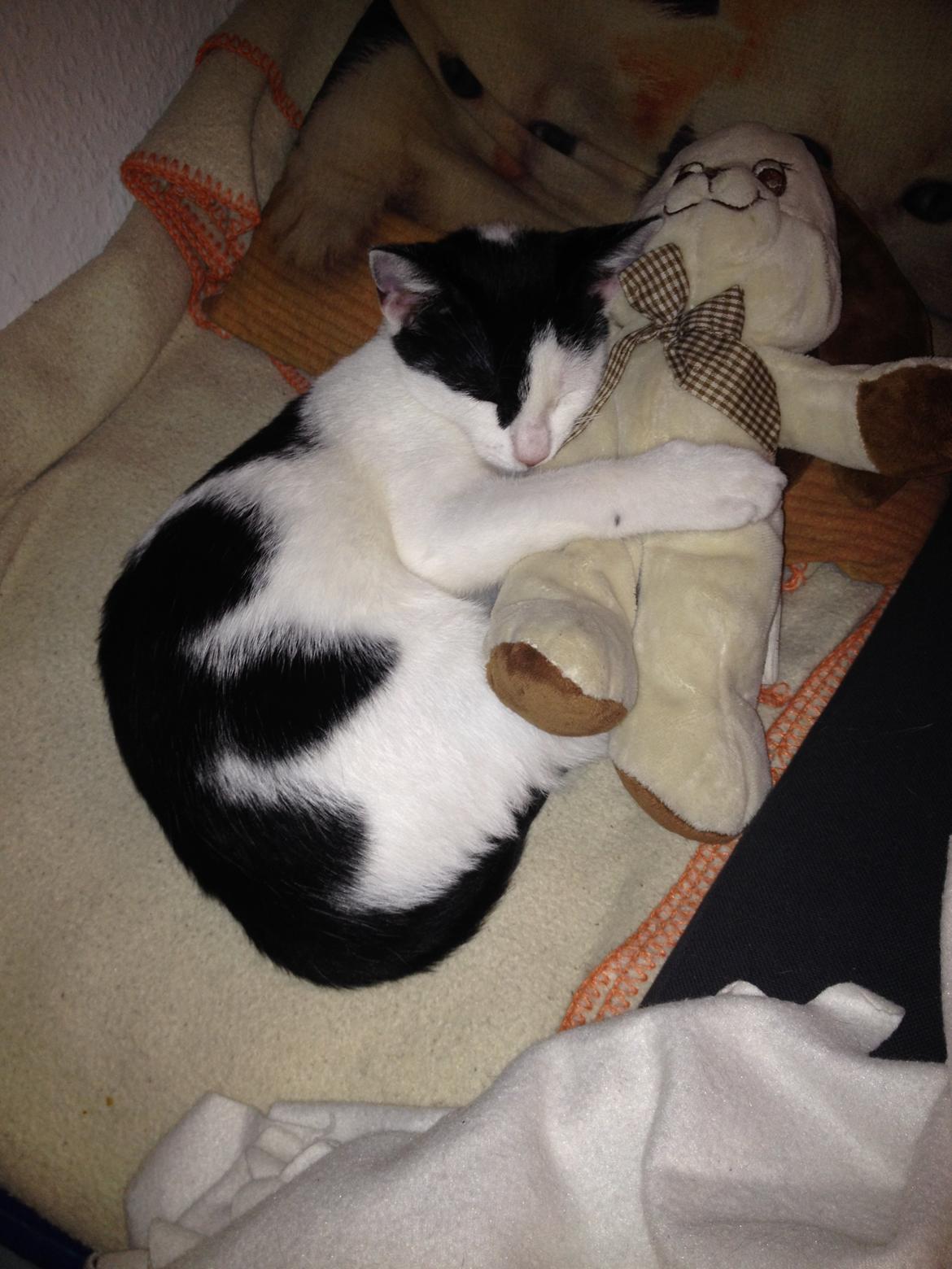 Huskat Bella billede 1