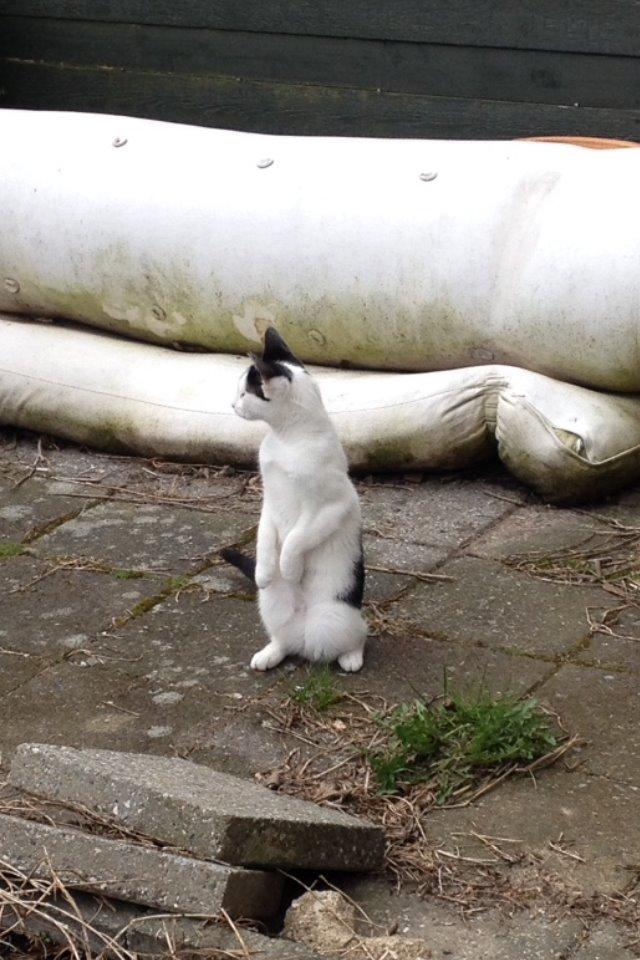 Huskat Bella billede 2