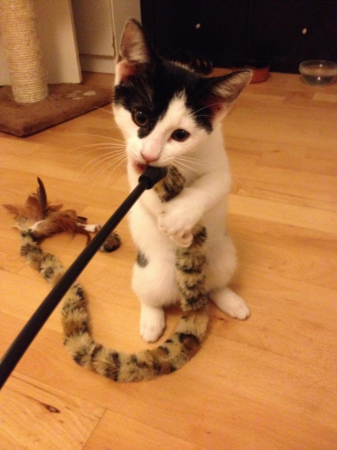 Huskat Bella billede 3