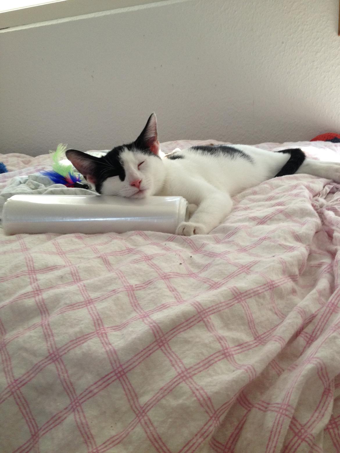 Huskat Bella billede 4