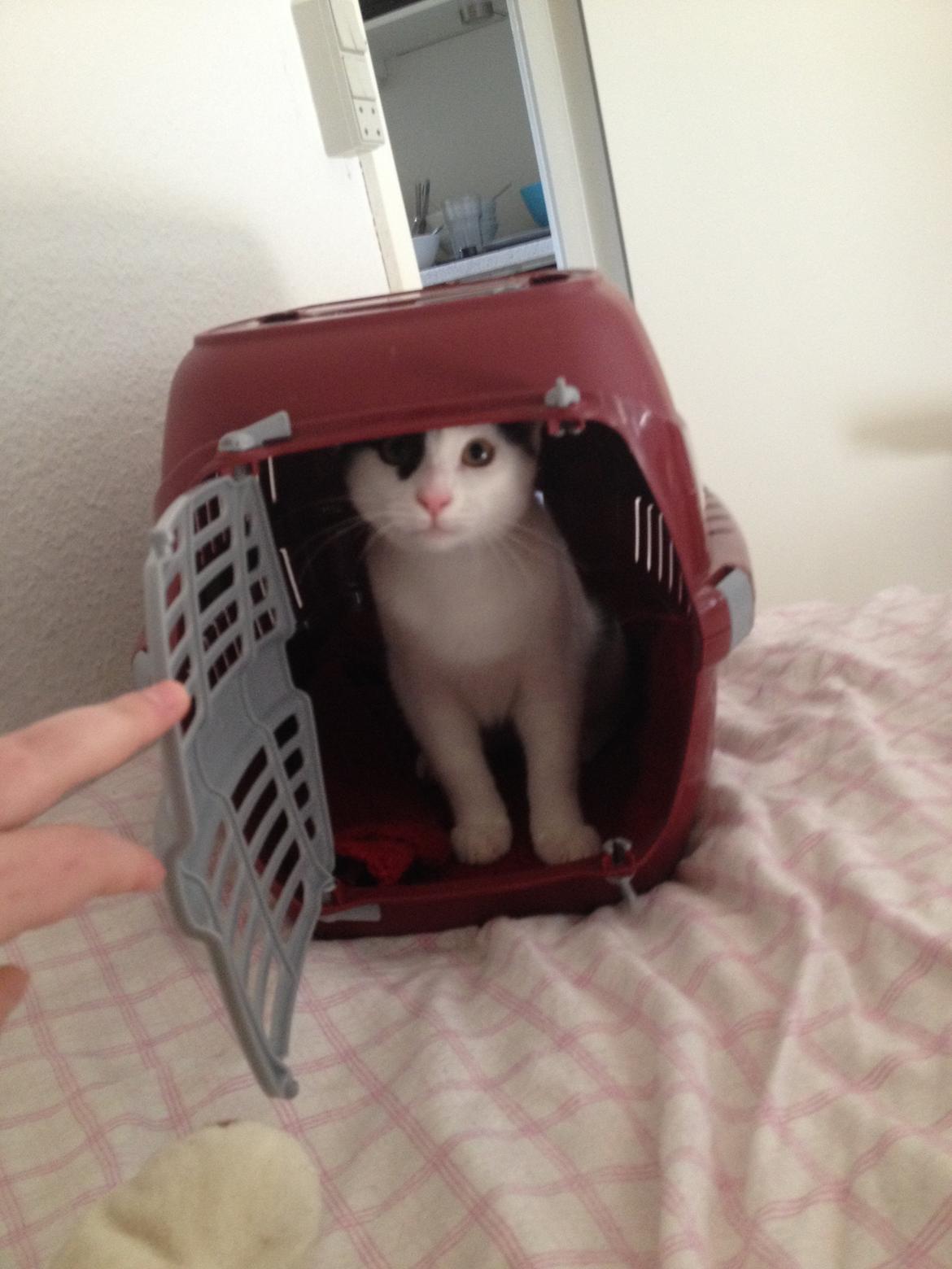 Huskat Bella billede 5