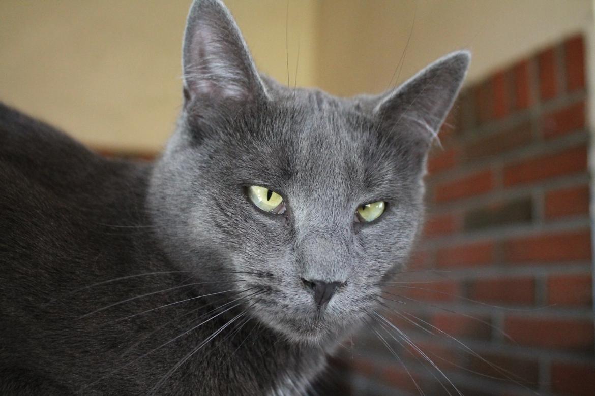 Huskat Mr bean billede 22