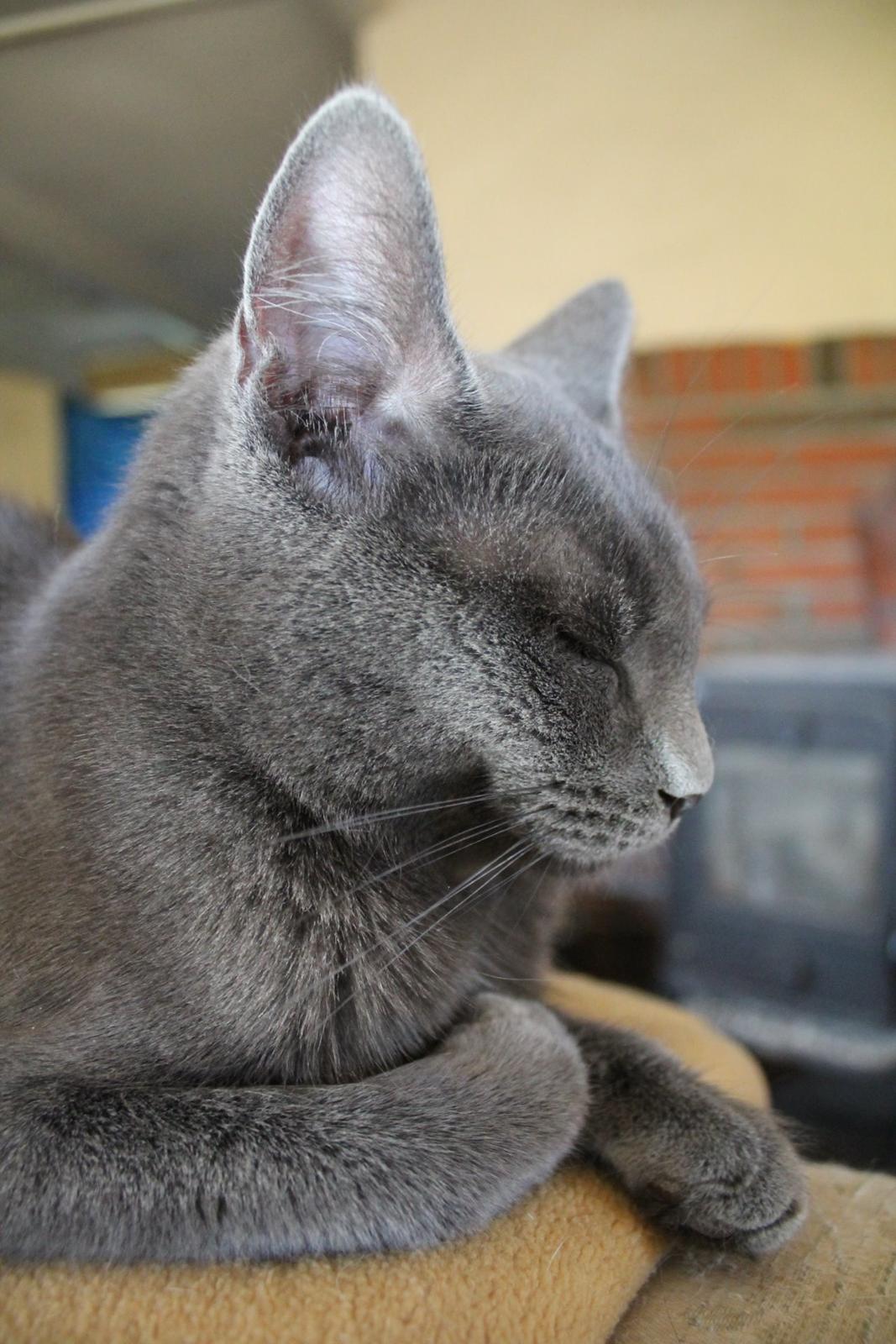 Huskat Mr bean billede 23